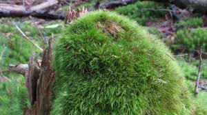 Attēlu rezultāti vaicājumam “Dicranodontium denudatum”