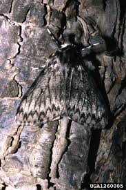 Attēlu rezultāti vaicājumam “Lymantria monacha”