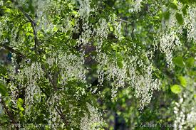 Attēlu rezultāti vaicājumam “Gymnocladus dioicus flower”