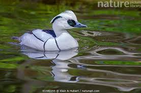 Attēlu rezultāti vaicājumam “Mergus albellus”