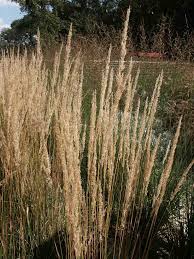 Attēlu rezultāti vaicājumam “Calamagrostis arundinacea”