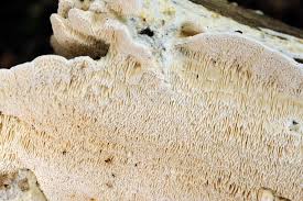 Attēlu rezultāti vaicājumam “Antrodia albida”