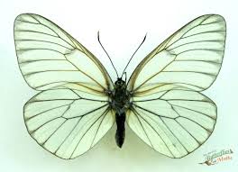 Attēlu rezultāti vaicājumam “Aporia crataegi male”