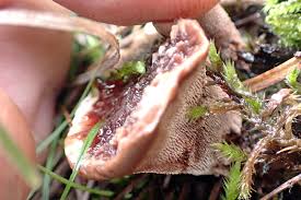 Attēlu rezultāti vaicājumam “Hydnellum ferrugineum”