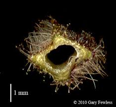 Attēlu rezultāti vaicājumam “Stachys palustris bud”