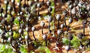 Attēlu rezultāti vaicājumam “Lamproderma gulielmae”