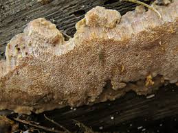 Attēlu rezultāti vaicājumam “Rigidoporus crocatus”