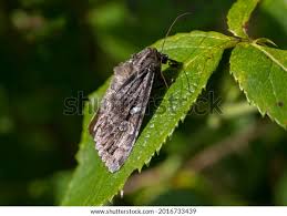 Attēlu rezultāti vaicājumam “Eurois occulta”