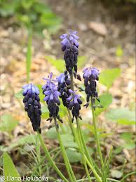 Attēlu rezultāti vaicājumam “Muscari neglectum flower”