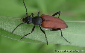 Attēlu rezultāti vaicājumam “Anastrangalia sanguinolenta”