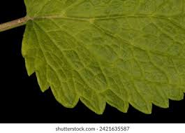 Attēlu rezultāti vaicājumam “Melissa officinalis leaf”