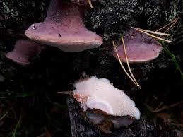 Attēlu rezultāti vaicājumam “Leptoporus mollis”