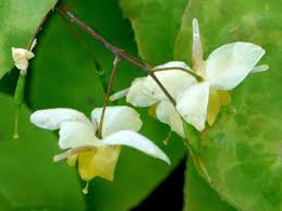 Attēlu rezultāti vaicājumam “Epimedium alpinum  flower”