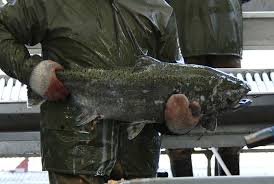 Image result for Oncorhynchus tshawytscha