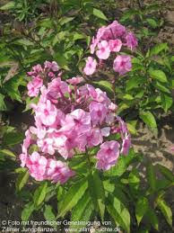 Image result for Phlox (großblumig)