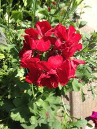 Image result for Geranium `Sandrine`