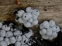 Attēlu rezultāti vaicājumam “Physarum bryomacrocarpum spores”