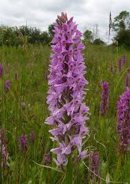 Attēlu rezultāti vaicājumam “Dactylorhiza incarnata”