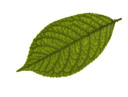 Attēlu rezultāti vaicājumam “Cerasus leaf”