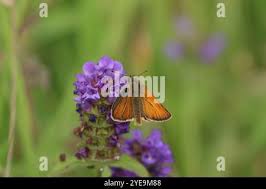Attēlu rezultāti vaicājumam “Thymelicus sylvestris male”
