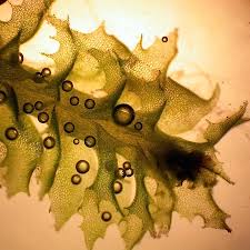 Attēlu rezultāti vaicājumam “Lophozia incisa”