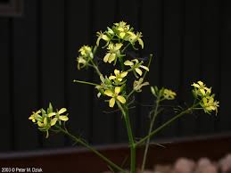 Attēlu rezultāti vaicājumam “Sisymbrium altissimum”