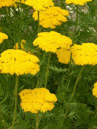 Attēlu rezultāti vaicājumam “Achillea salicifolia leaf”