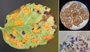 Attēlu rezultāti vaicājumam “Phragmidium sp.”