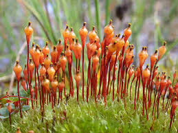 Attēlu rezultāti vaicājumam “Splachnum ampullaceum sporophyte”