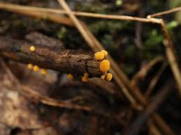 Attēlu rezultāti vaicājumam “Bactridium flavum”