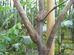 Attēlu rezultāti vaicājumam “Ulmus laevis leaf”