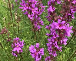 Attēlu rezultāti vaicājumam “Lythrum salicaria leaf”