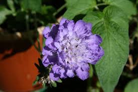 Image result for scabiosa caucasica