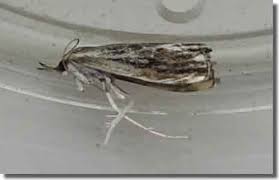 Attēlu rezultāti vaicājumam “Catoptria verellus”