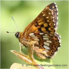 Attēlu rezultāti vaicājumam “Hamearis lucina”