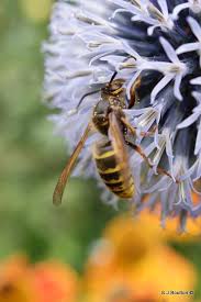 Attēlu rezultāti vaicājumam “Dolichovespula media”