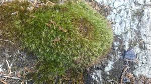 Attēlu rezultāti vaicājumam “Paraleucobryum longifolium”