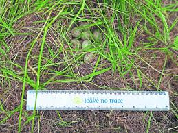 Attēlu rezultāti vaicājumam “Crex crex eggs”