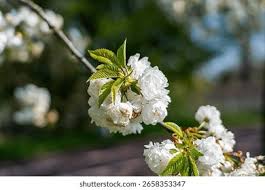 Attēlu rezultāti vaicājumam “Cerasus flower”