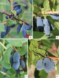 Attēlu rezultāti vaicājumam “Lonicera caerulea var. pallasii fruit”
