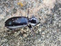 Attēlu rezultāti vaicājumam “Broscus cephalotes”