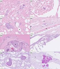 Image result for Myzopsetta ferruginea