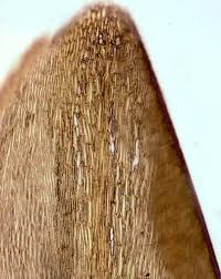 Attēlu rezultāti vaicājumam “Calliergon megalophyllum”