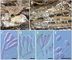 Attēlu rezultāti vaicājumam “Athelia arachnoidea”