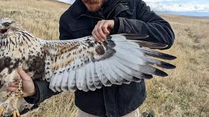 Attēlu rezultāti vaicājumam “Buteo lagopus adult”