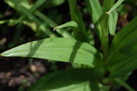 Attēlu rezultāti vaicājumam “Dactylorhiza cruenta leaf”
