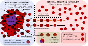 Attēlu rezultāti vaicājumam “Enteridium variabile plasmodium”