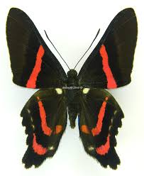 Attēlu rezultāti vaicājumam “Riodinidae”