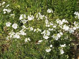 Attēlu rezultāti vaicājumam “Malva moschata alba flower”