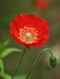 Image result for Scheinmohn
